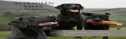 Labrador Retriever dogs for sale: KC Working Labrador puppies in Wrexham - Advert 9
