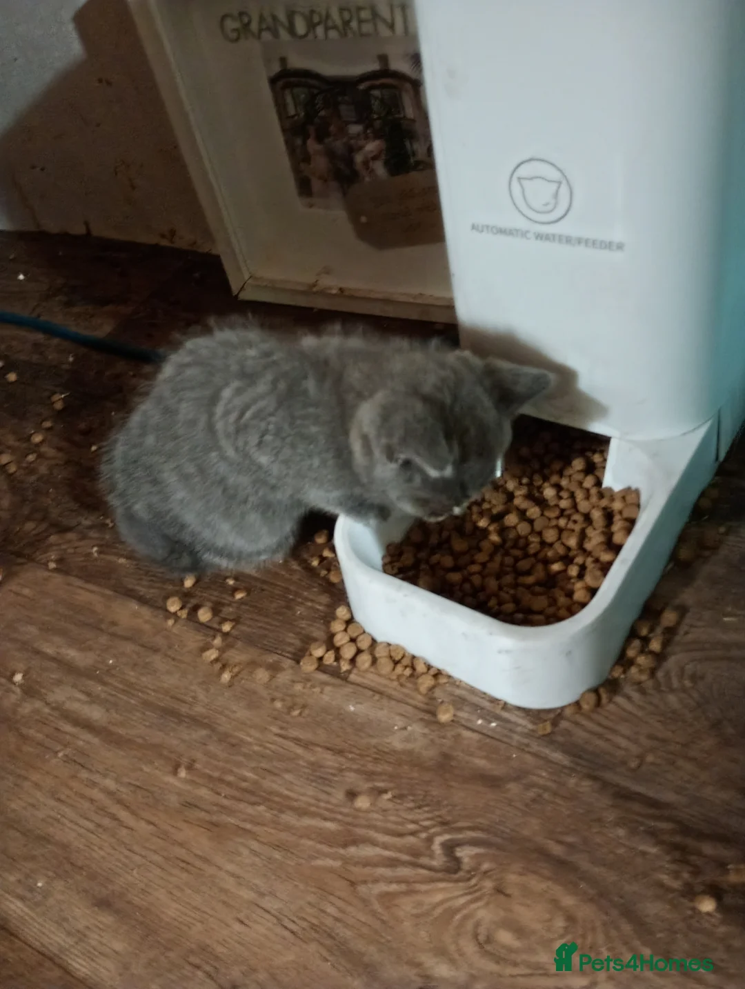 British Shorthair cats for sale: Full British Shorthair kittens - Advert 2