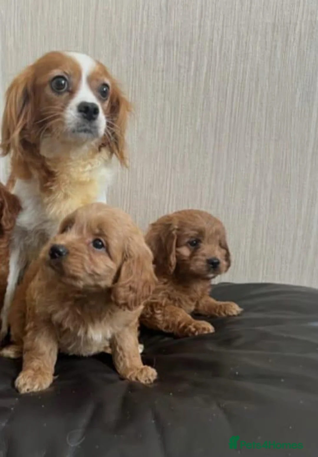 Cavapoo dogs for sale: Health tested cavapoo puppies - Advert 5