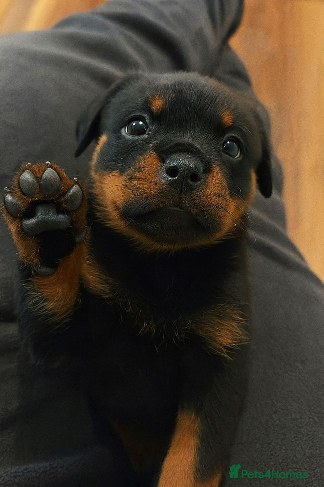 Rottweiler dogs for sale: Rottweiler Puppies for Sale – Loving Homes ! - Image 6
