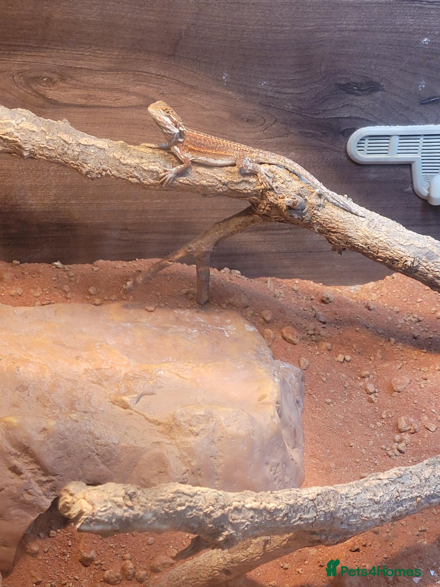 Dragon reptiles Stunning bearded dragon for sale - Advert 2