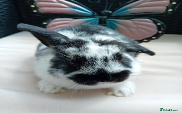 Lionhead rabbits for sale in Halstead - Advert 2