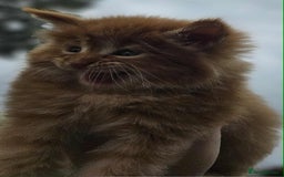 Maine Coon cats for sale: Champion Line Maine Coons –Rare, Fluffy, Gorgeous! - Image 23