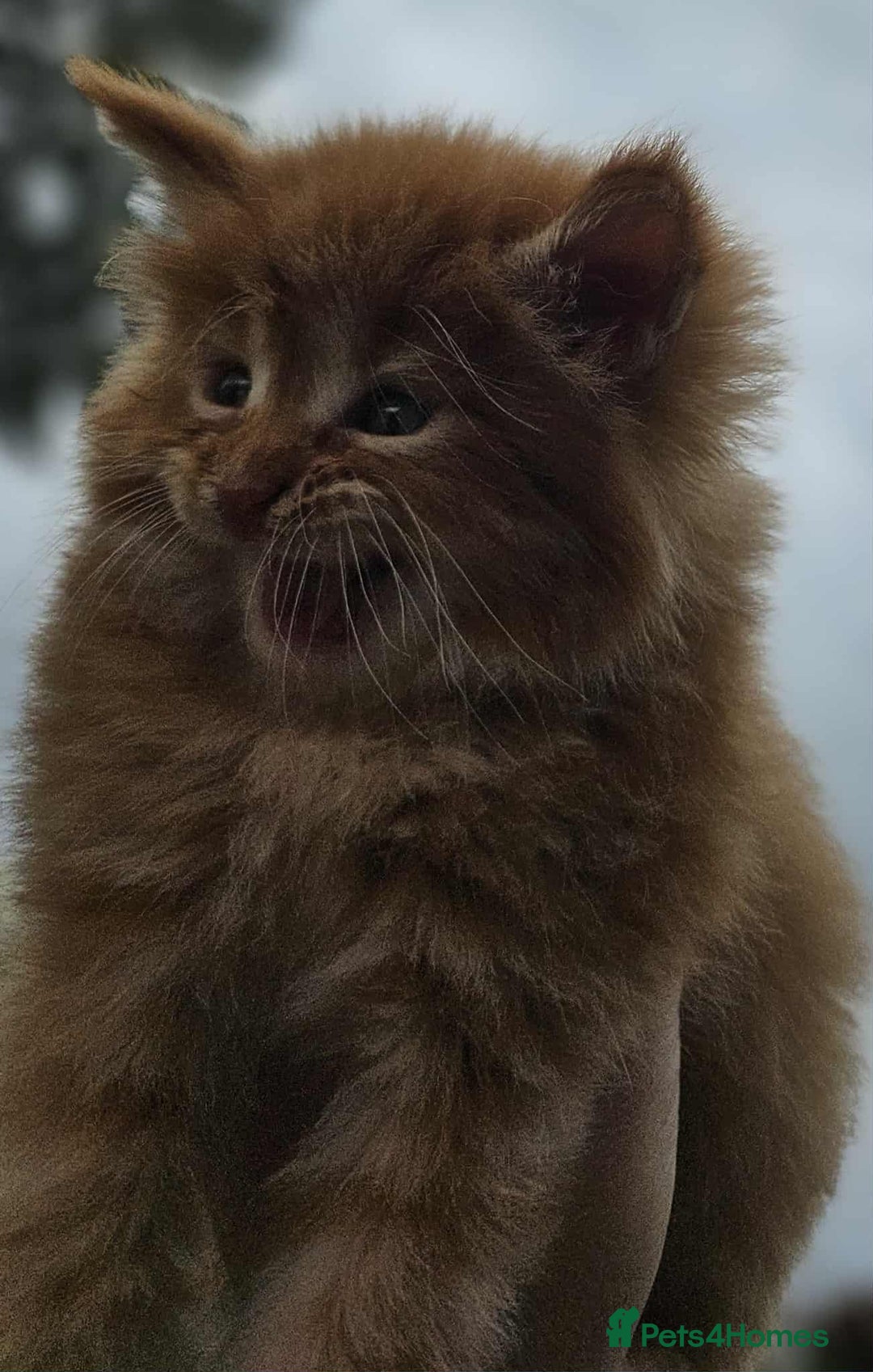Maine Coon cats for sale: Champion Line Maine Coons –Rare, Fluffy, Gorgeous! - Image 23