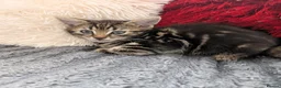 Mixed Breed cats for sale: Kittens  - Advert 24