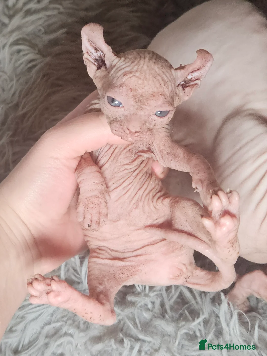 Sphynx cats for sale: Purebred TICA Elf Kittens for Loving Homes - Advert 16