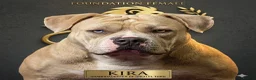 American Bully dogs for sale: Exclusive ABKC Pocket Bullys - Champ Bloodlines - Advert 8