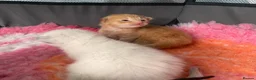 Mixed Breed cats for sale: 6 stunning kittens  - Advert 9