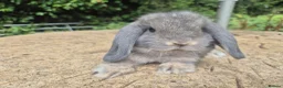 Mini Lop rabbits for sale: 🍓Gorgeous mini lop babies 🍓 - Advert 17