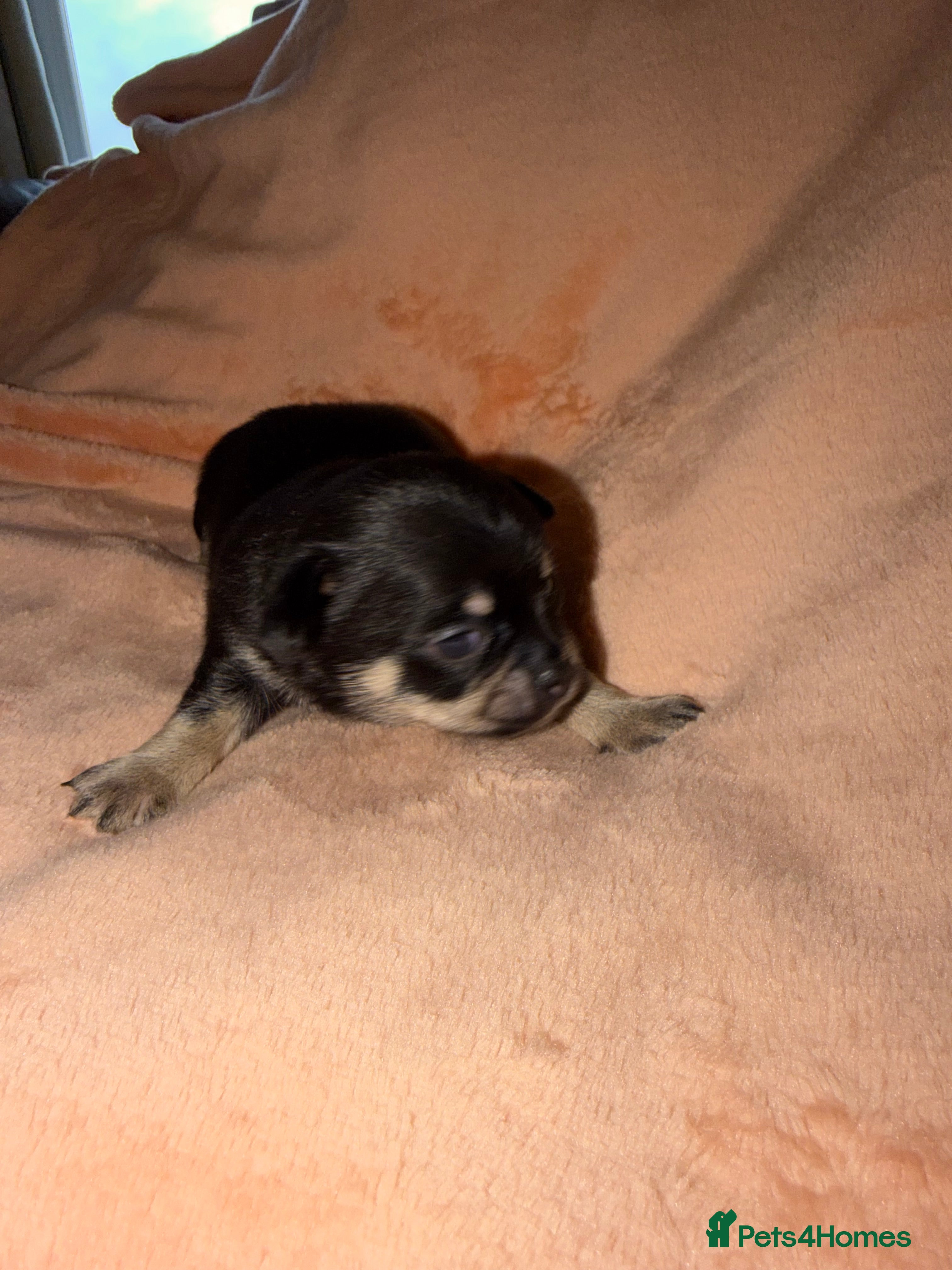 Chihuahua dogs Fuzzy playful baby boy tri coloured  - Advert 1