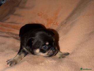 Chihuahua dogs Fuzzy playful baby boy tri coloured - Advert 1