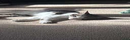 Domestic Shorthair cats for sale: 3 male kittens for sale - Advert 9