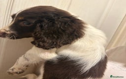 Sprocker dogs for sale: 8 glorious sprocker pups  - Image 11
