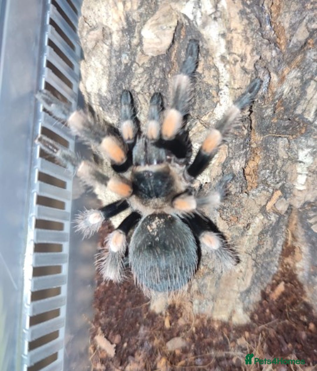 Tarantulas invertebrates for sale: TARANTULAS - Pulchra, Immanis, Iheringi & more... - Advert 2