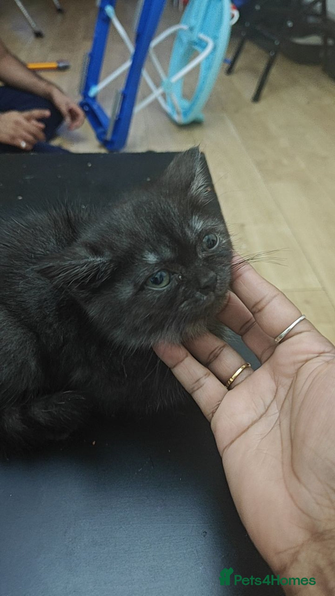 Mixed Breed cats for sale: Kittens and cat  - Advert 2