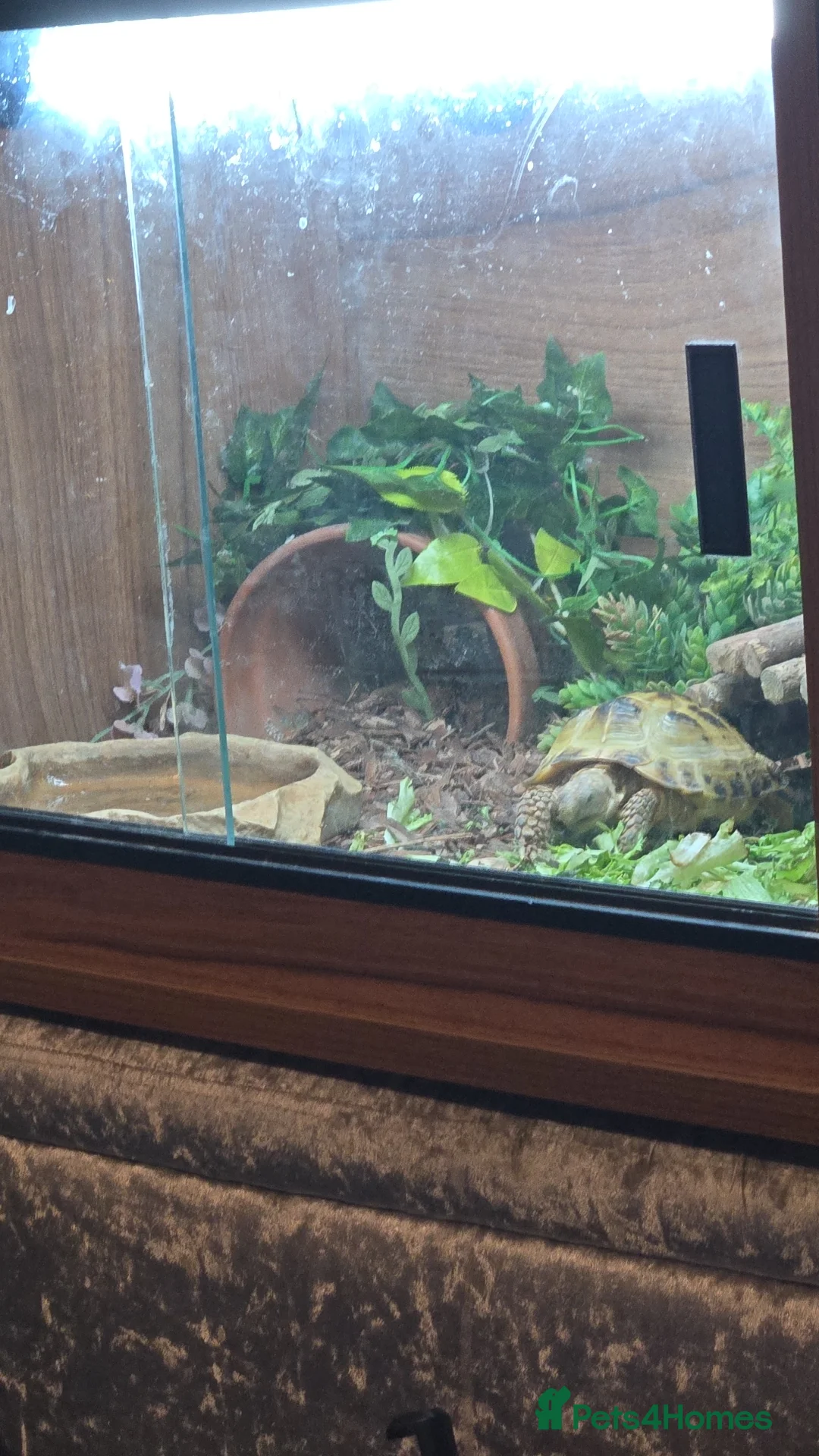 Hermann Tortoise reptiles for sale: Tortise for sale with tortise table  - Advert 1