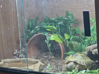 Hermann Tortoise reptiles Tortise for sale with tortise table - Advert 1