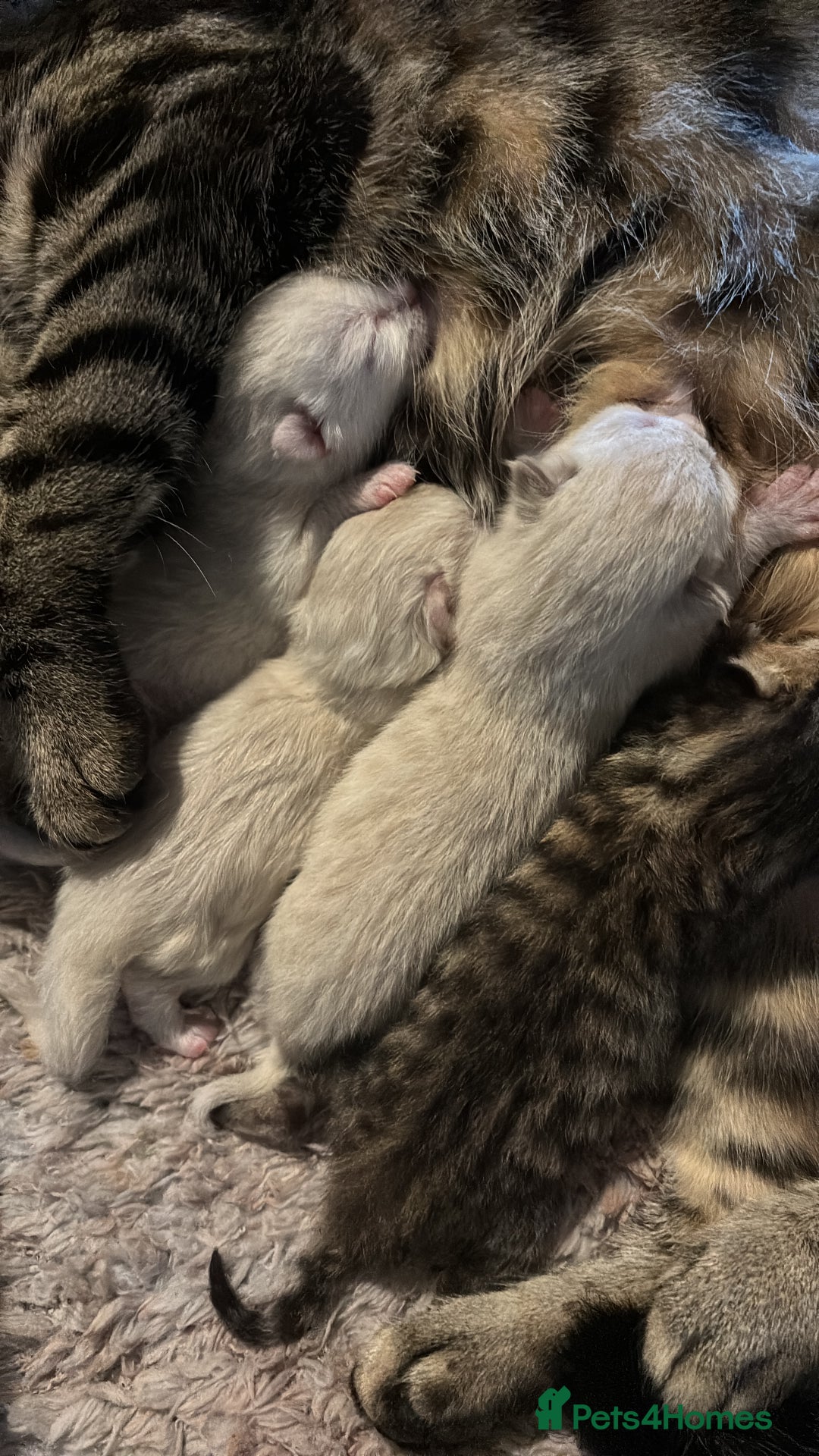 Bengal cats for sale: ‼️Ready to leave in 3 weeks‼️ - Image 11