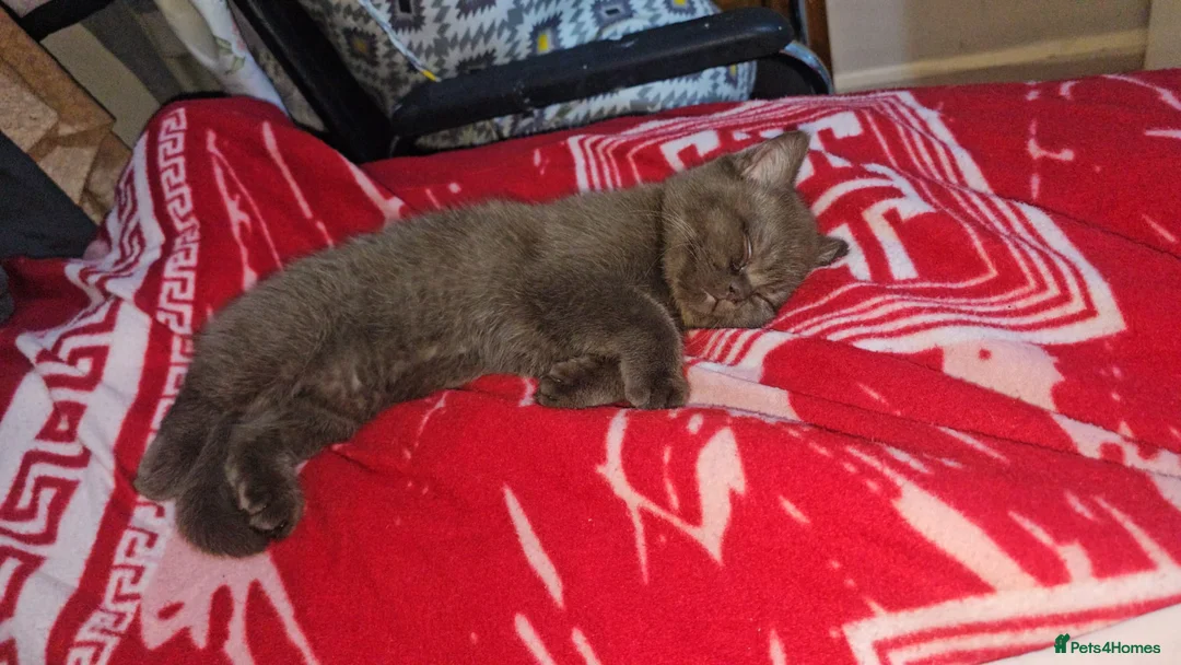 British Shorthair cats for sale: Rare cinnamon silver ash colour boy in Birmingham - Advert 2