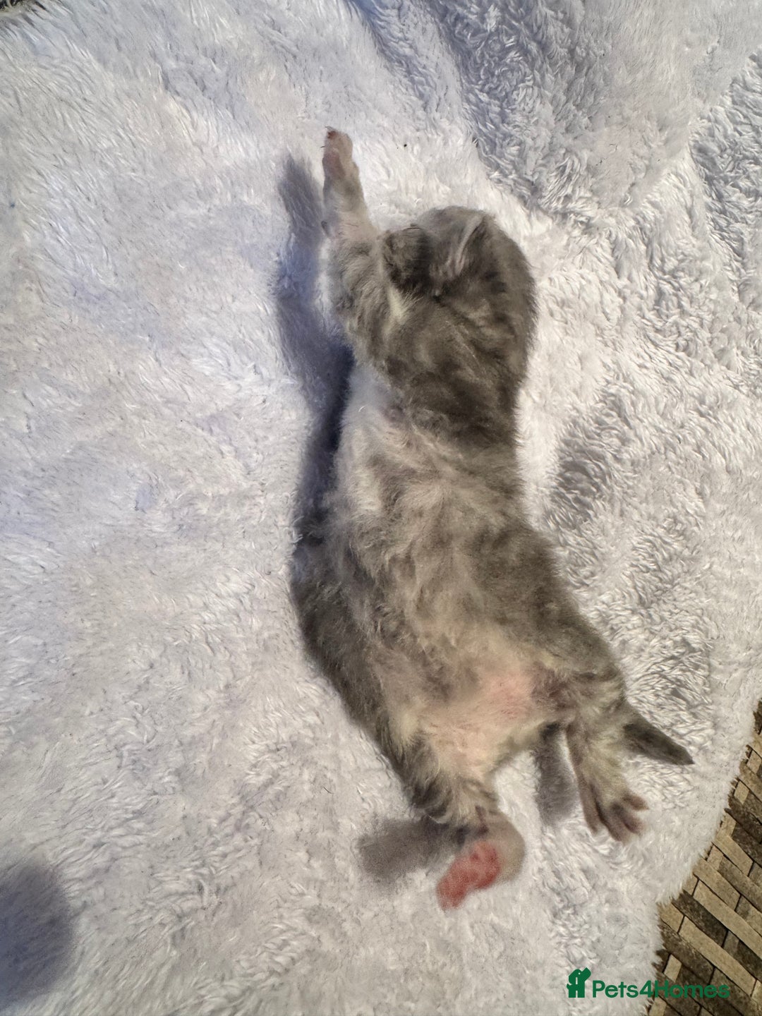 Maine Coon cats for sale: Main coon adorable kittens  - Advert 24