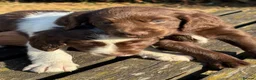 English Springer Spaniel dogs for sale: Springer Spaniel Puppies  - Advert 16