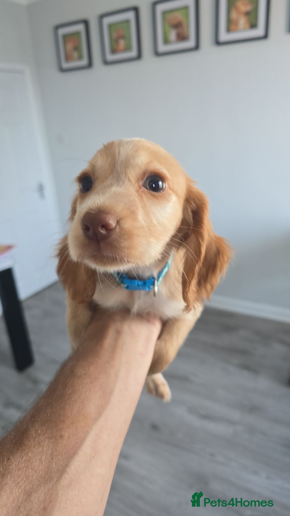 Cocker Spaniel dogs Stunning cocker spaniel puppies  - Advert 2