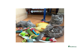 Maine Coon cats for sale: Last 2 Maine coon kittens  - Image 4