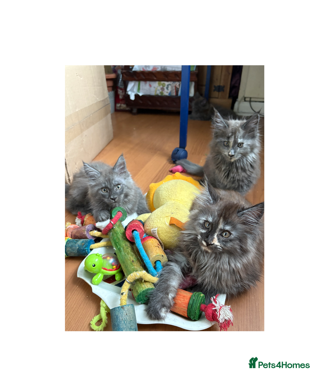 Maine Coon cats for sale: Last 2 Maine coon kittens  - Image 4