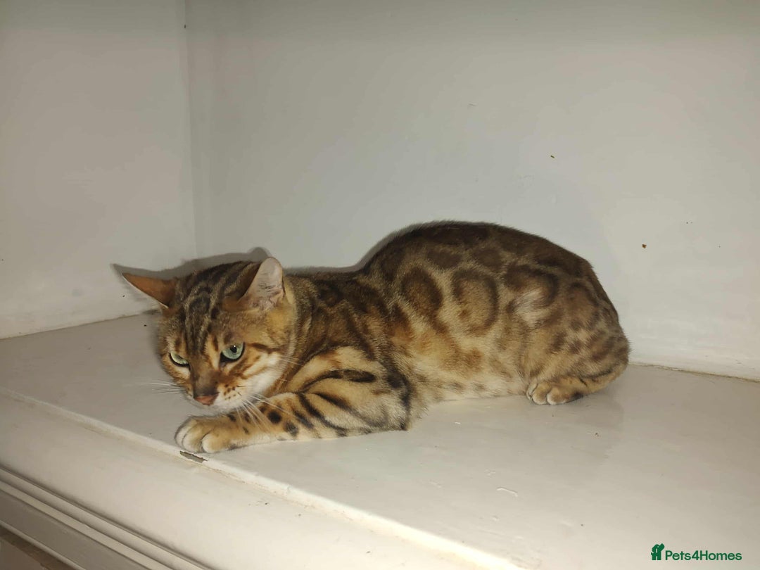 Bengal cats for sale: BENGAL FEMALE  - Image 2
