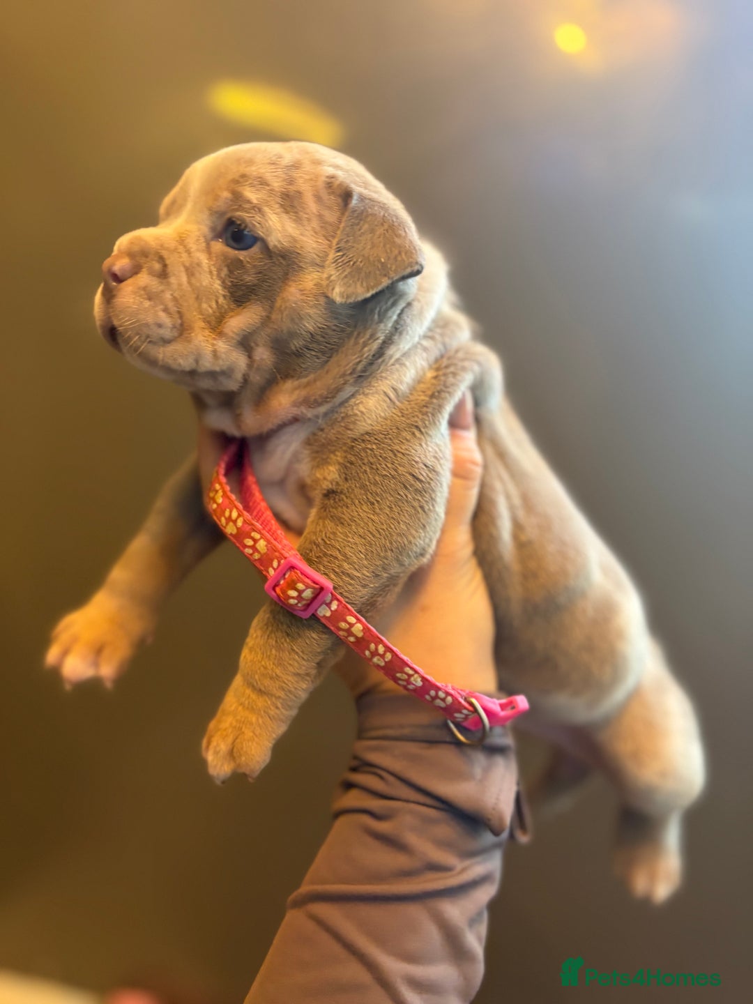 American Bully dogs for sale: ABKC Pocket Bully’s  - Image 9
