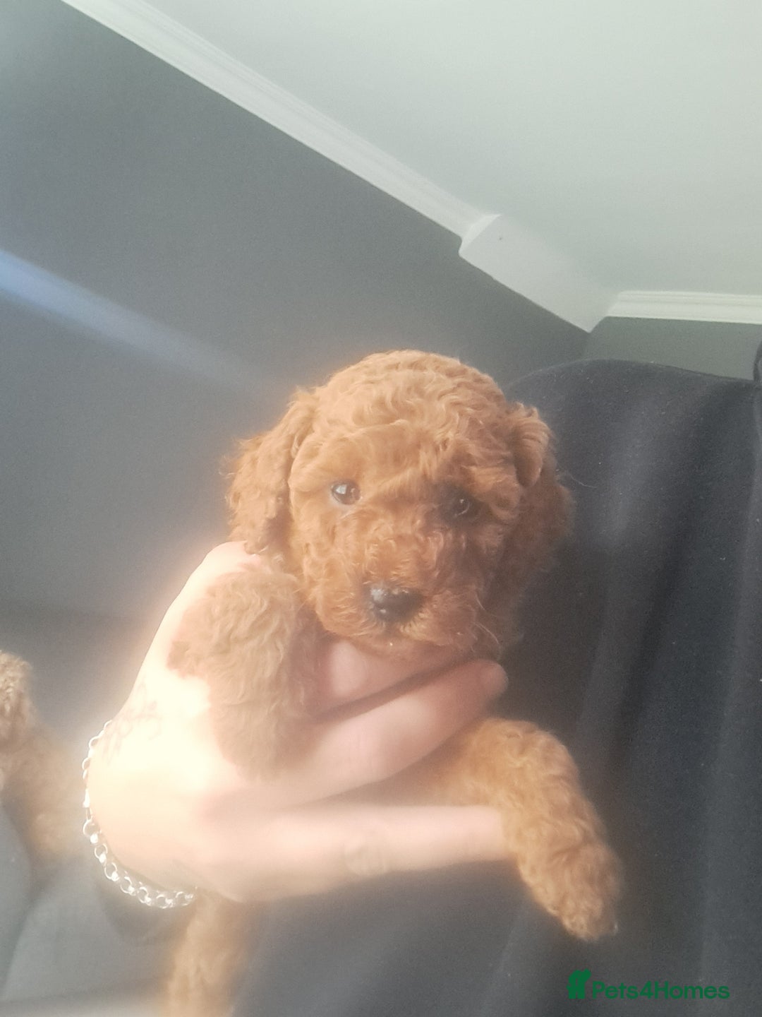 Cockapoo dogs for sale: 2 beautiful toy cockapoos  - Image 4