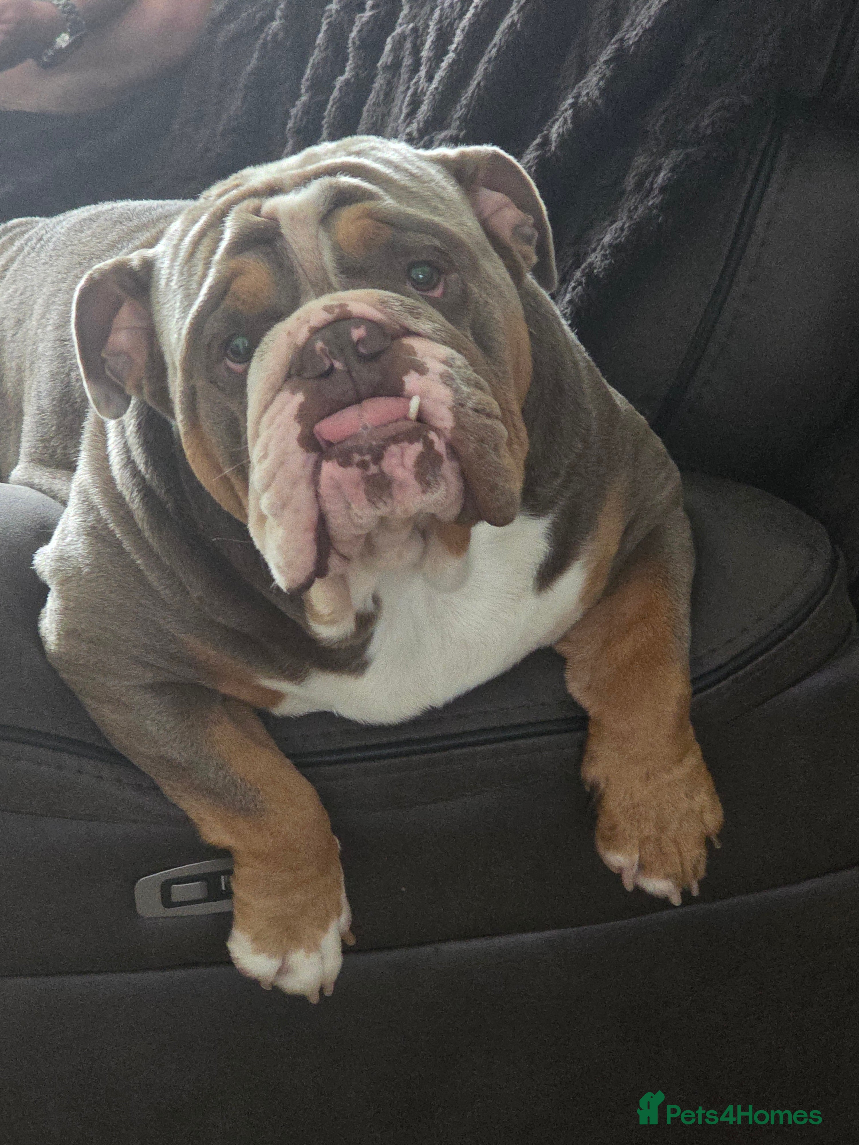 English Bulldog dogs Dahmer for stud - Advert 11