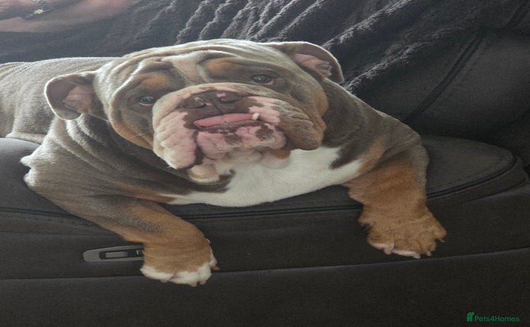 English Bulldog dogs - Advert 19
