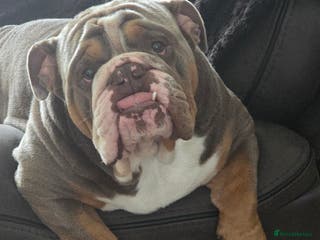 English Bulldog dogs Dahmer for stud - Advert 14