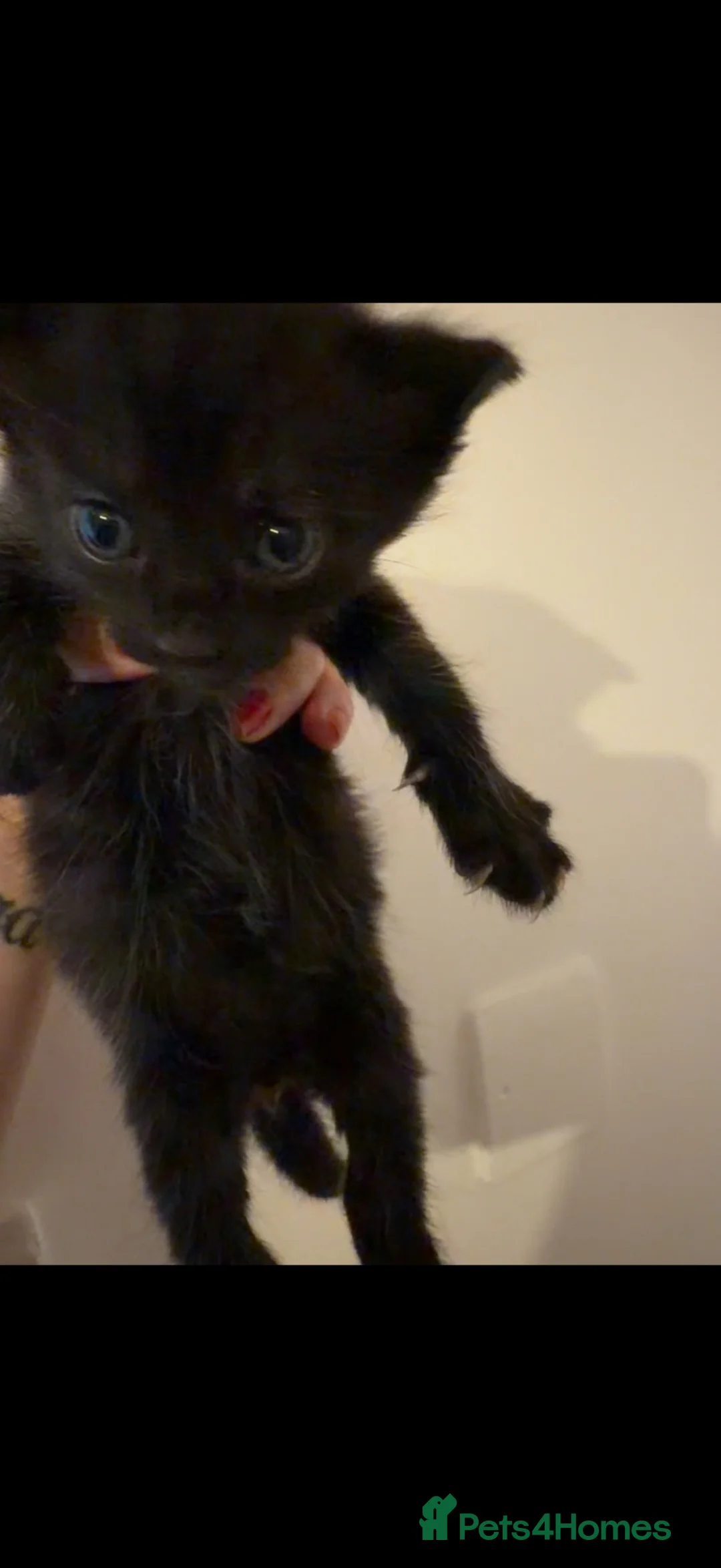 Maine Coon cats for sale: Beautiful Maine coon kittens  in Harlow - Advert 2