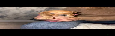 Jackapoo 5