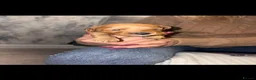 Jackapoo dogs for sale: Gorgeous F1B Jackapoo - Advert 2