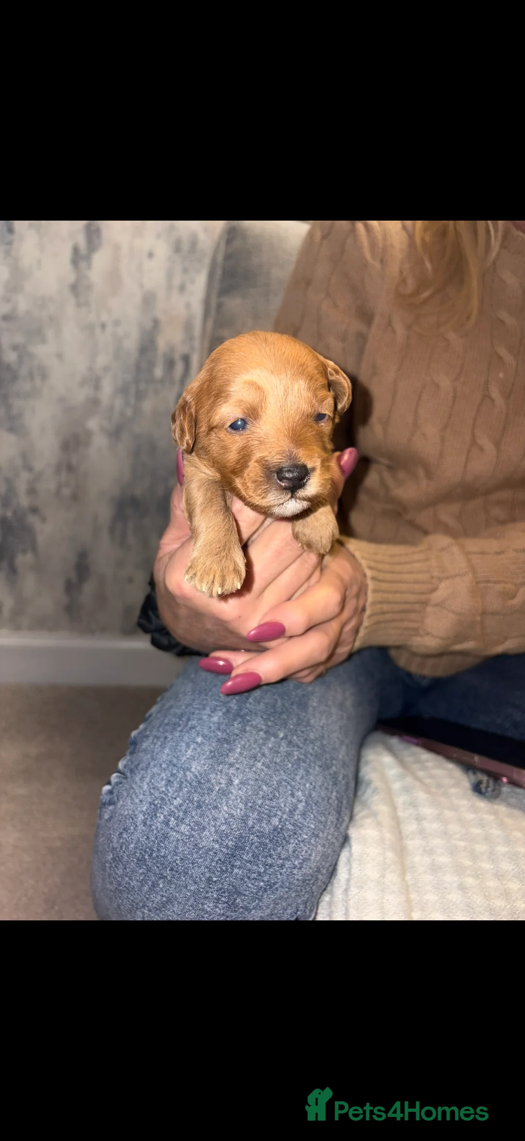 Jackapoo dogs for sale: Gorgeous F1B Jackapoo - Advert 2