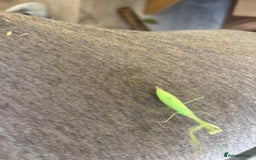 Praying Mantis invertebrates for sale: Praying Mantis for sale - Image 4