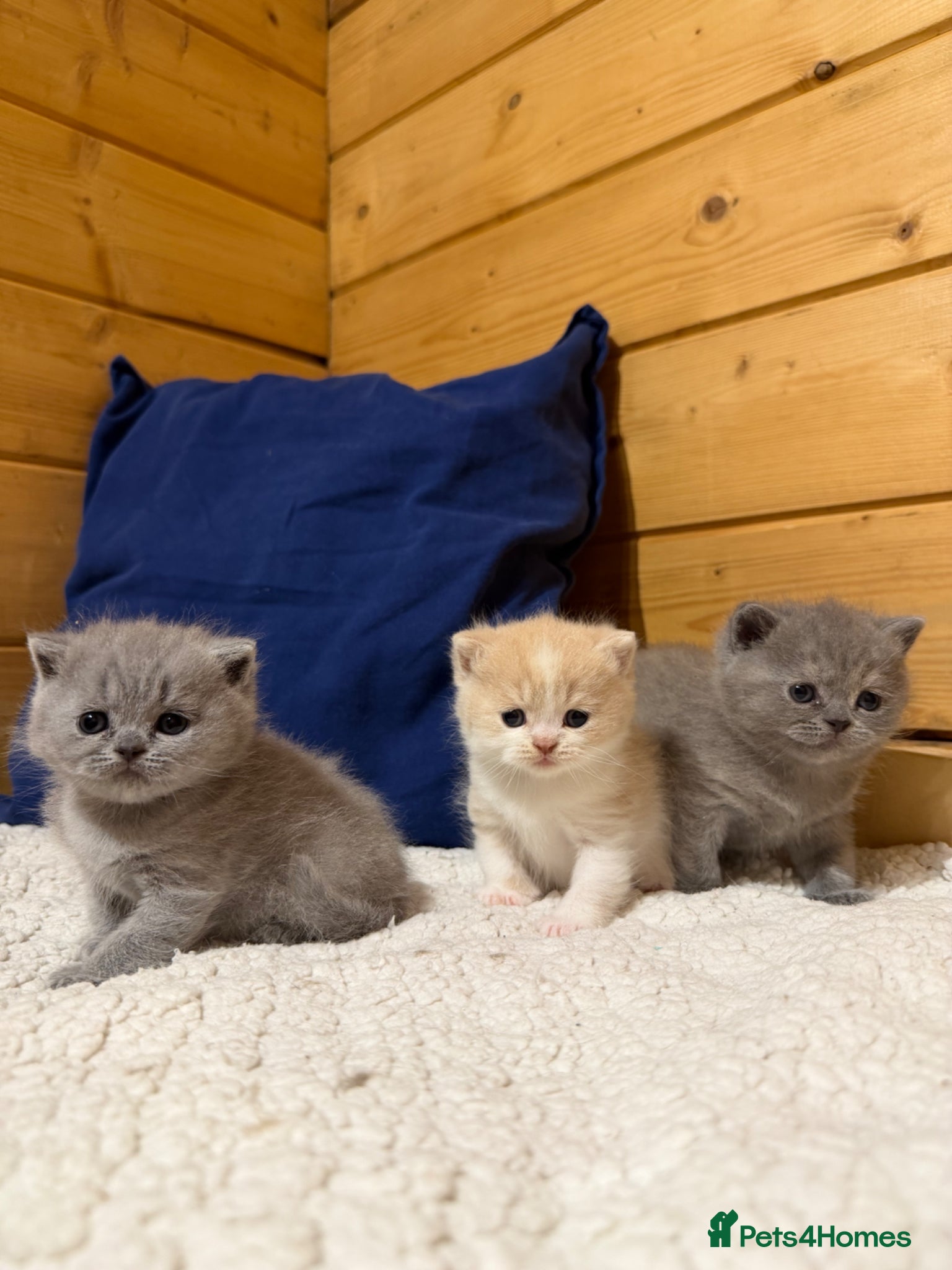 British Shorthair cats Beautiful British Shorthair kittens available  - Advert 1