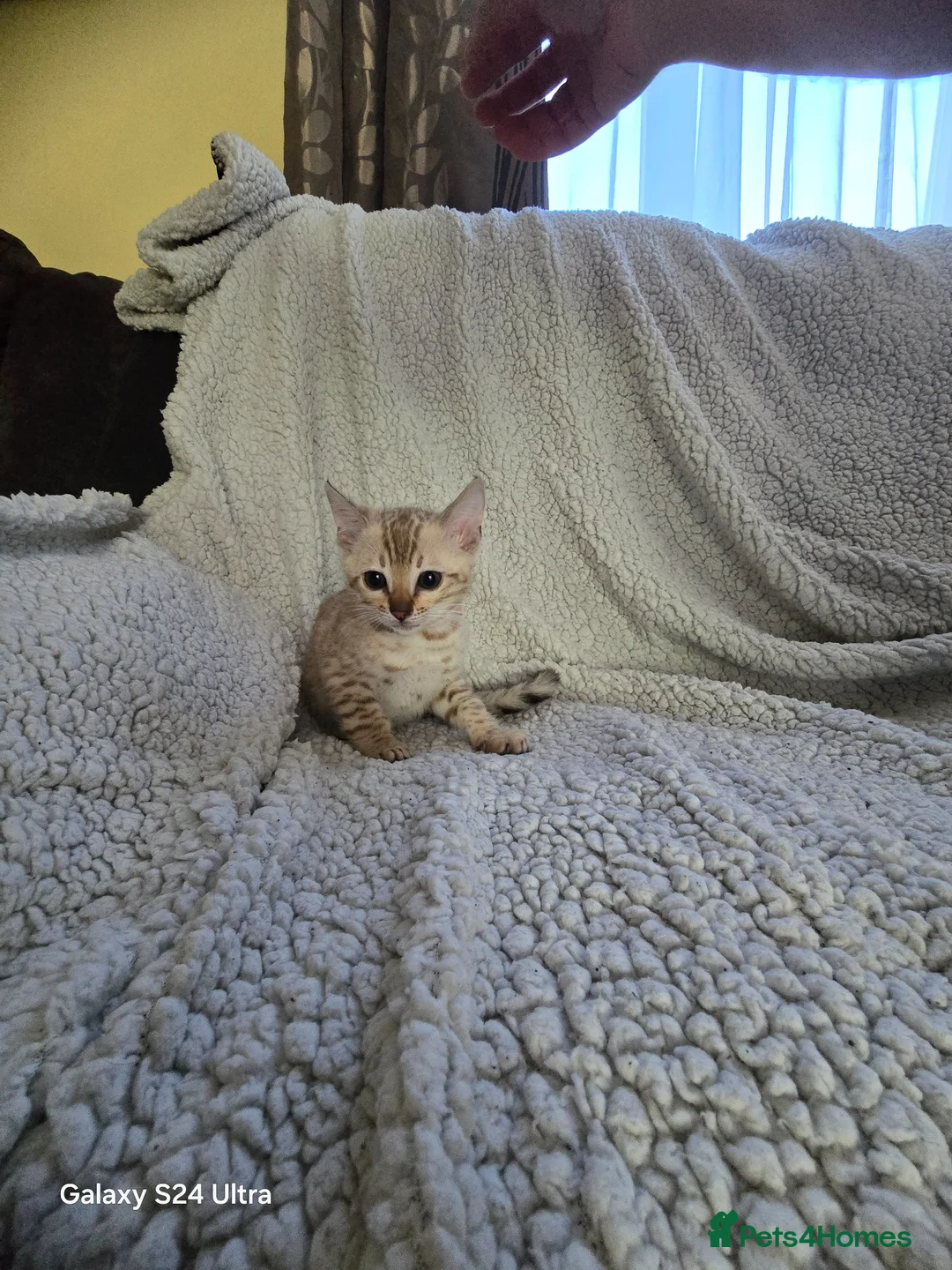 Bengal cats for sale: 1 beautiful pure snow bengal kitten  - Advert 1