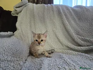 Bengal cats 1 beautiful pure snow bengal kitten - Advert 18