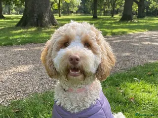 Cockapoo dogs Cockerpoo - Apricot ( speyed) - Advert 3