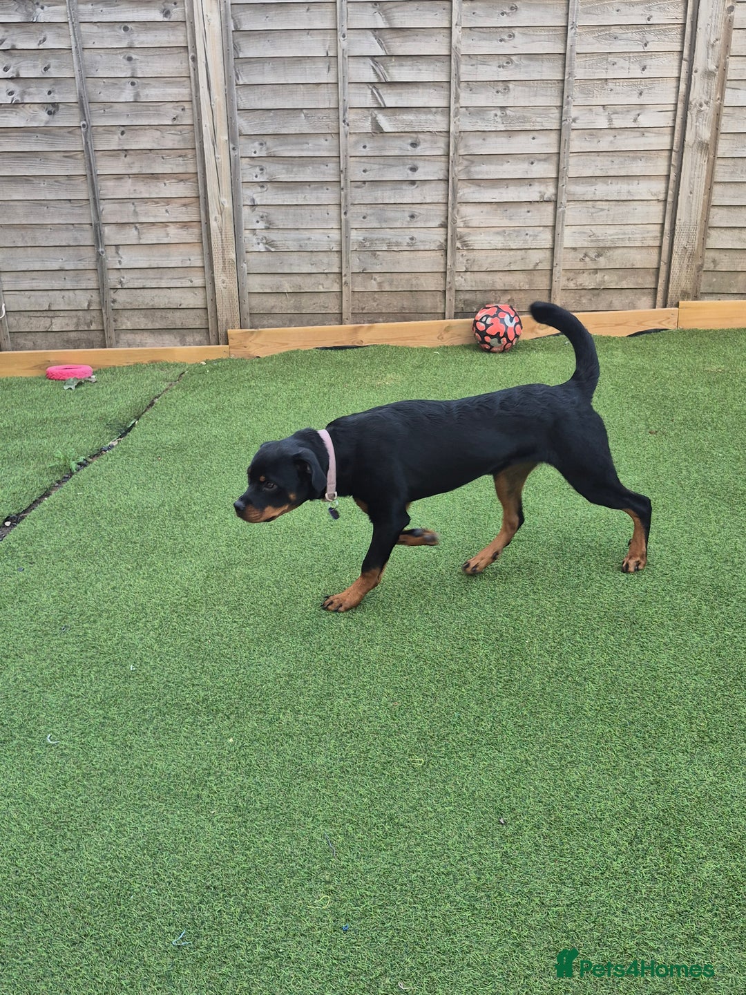 Rottweiler dogs for sale: Rottweiler puppy female  - Image 4