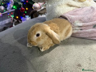 Mini Lop rabbits 🩷Beautiful Mini Lops🩷 READY NOW - Advert 18