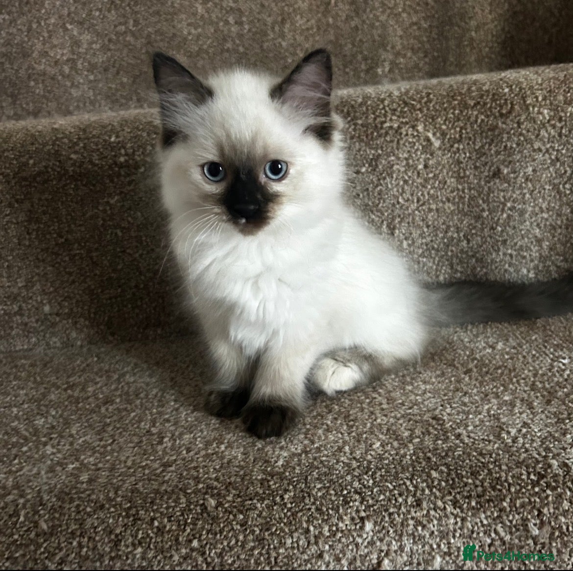 Ragdoll cats 😻4 Beautiful Purebred Ragdoll Kittens😻 - Advert 1