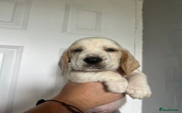 Basset Hound dogs for sale: Lemon and white basset pups - Image 11