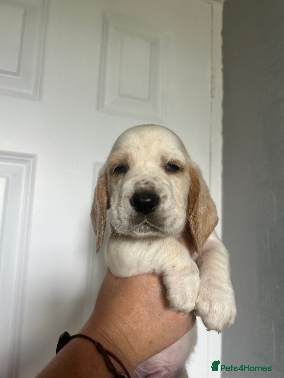 Basset Hound dogs for sale: Lemon and white basset pups - Image 11