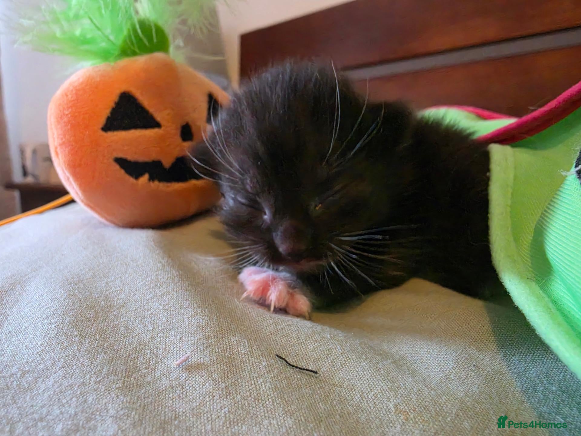 Mixed Breed cats Halloween kitties!  - Advert 14