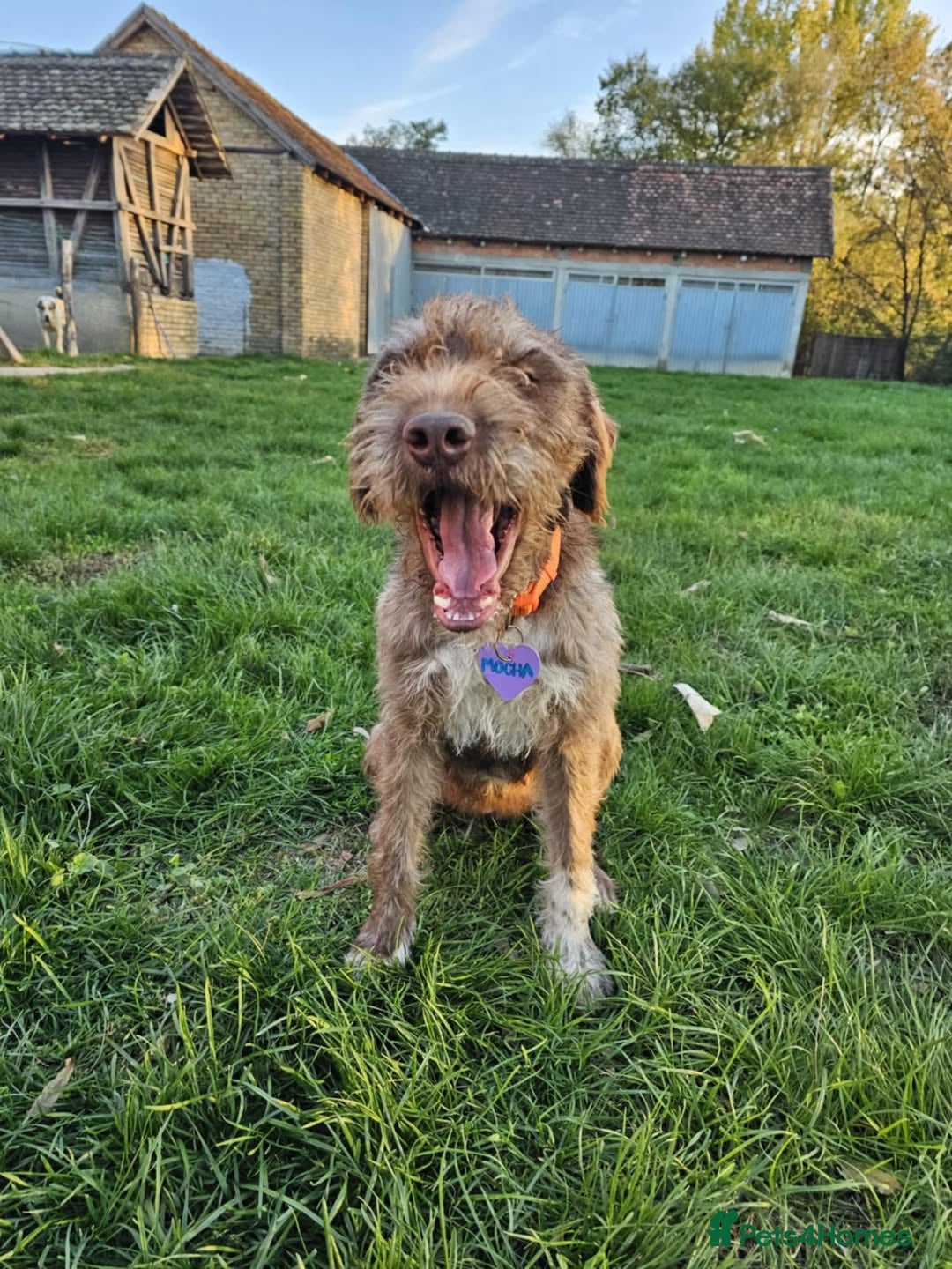 Mixed Breed dogs Rosie - Advert 18